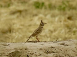 Mahgreb Lark